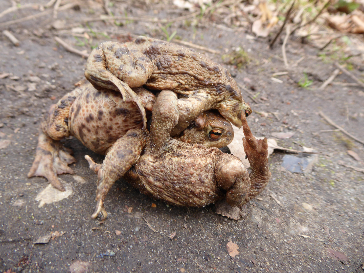 Da streiten sich zwei Männchen um ein Weibchen