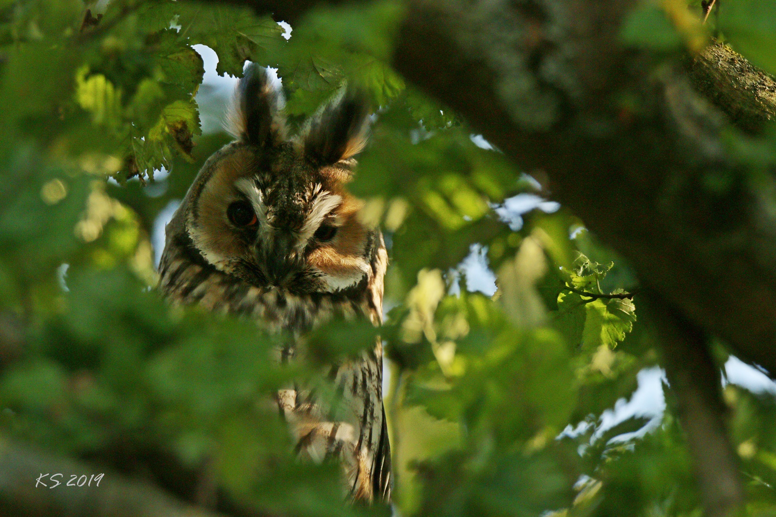 Da sucht man die Waldohreule im Wald ...