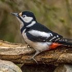 "DA TRÄUMT DIE DAME"