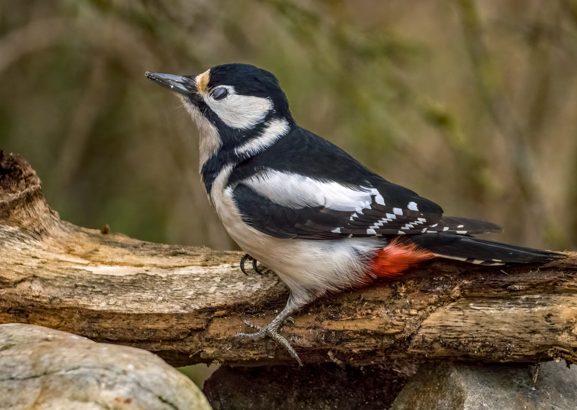 "DA TRÄUMT DIE DAME"