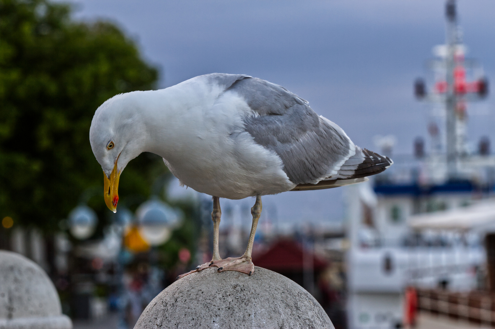 Da tropft einem der Schnabel, lecker Fischbrötchen in Sicht