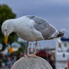 Da tropft einem der Schnabel, lecker Fischbrötchen in Sicht