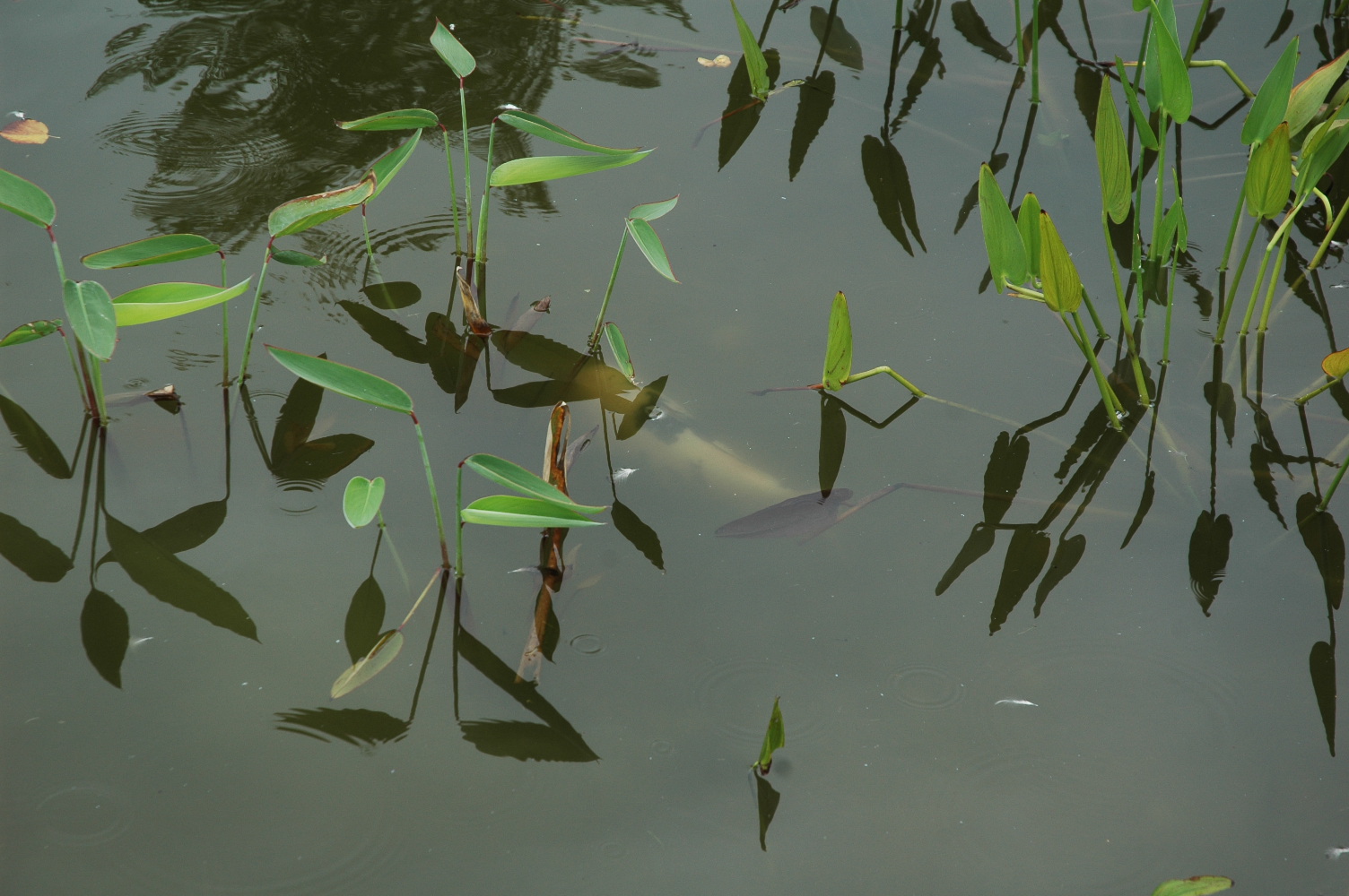 Da tümmelt sich was im Wasser