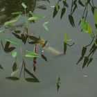 Da tümmelt sich was im Wasser