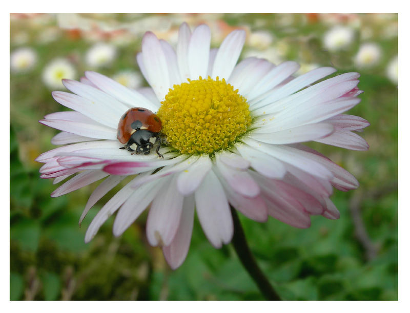 da un fiore all'altro