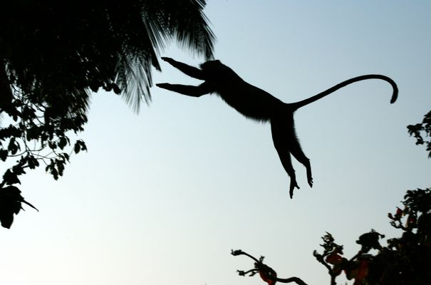 Da un ramo all'altro