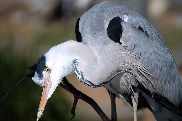 Da unten gibt es lecker Fisch....