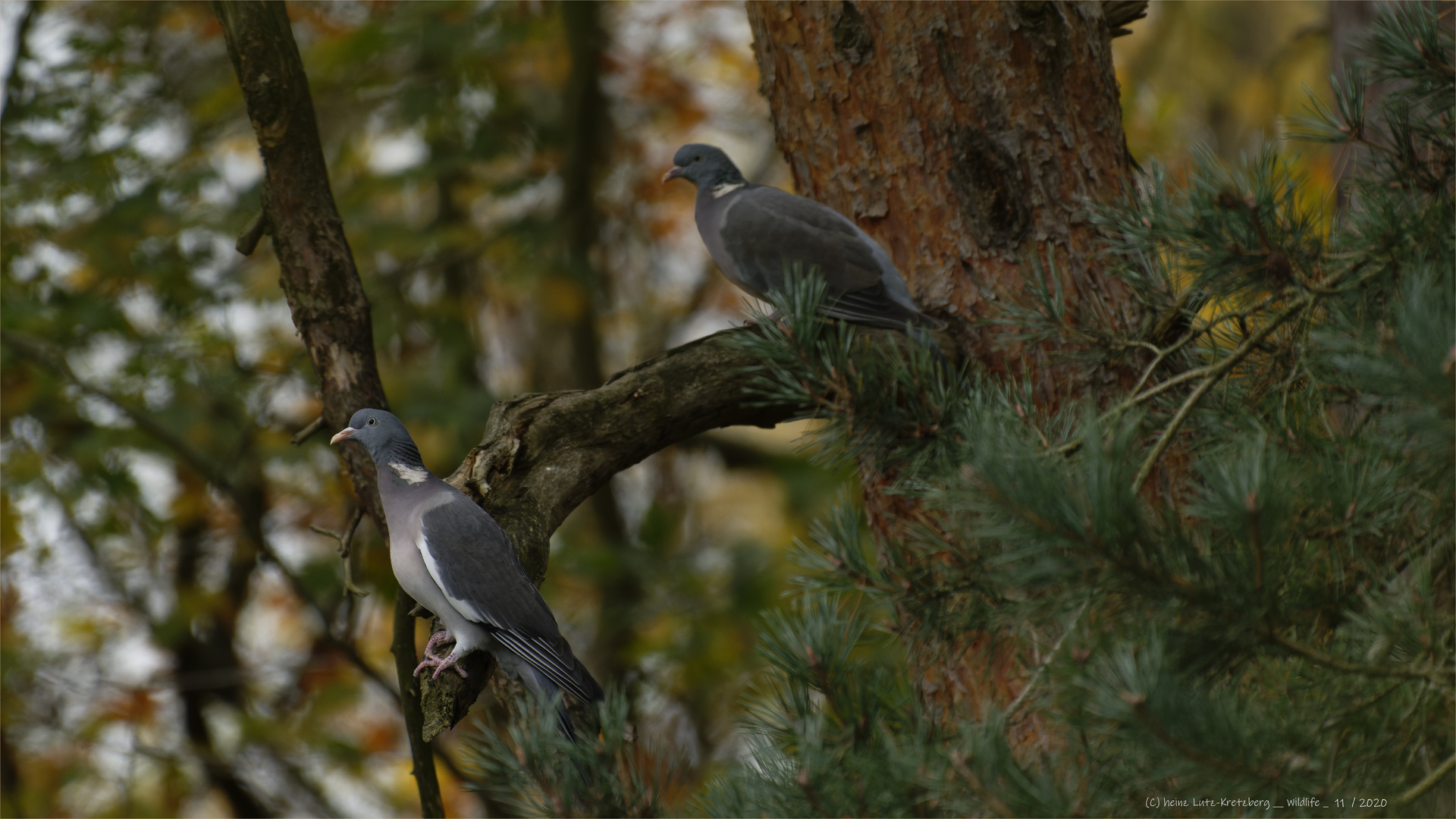 ... da unten ist  Vogelfutter ...