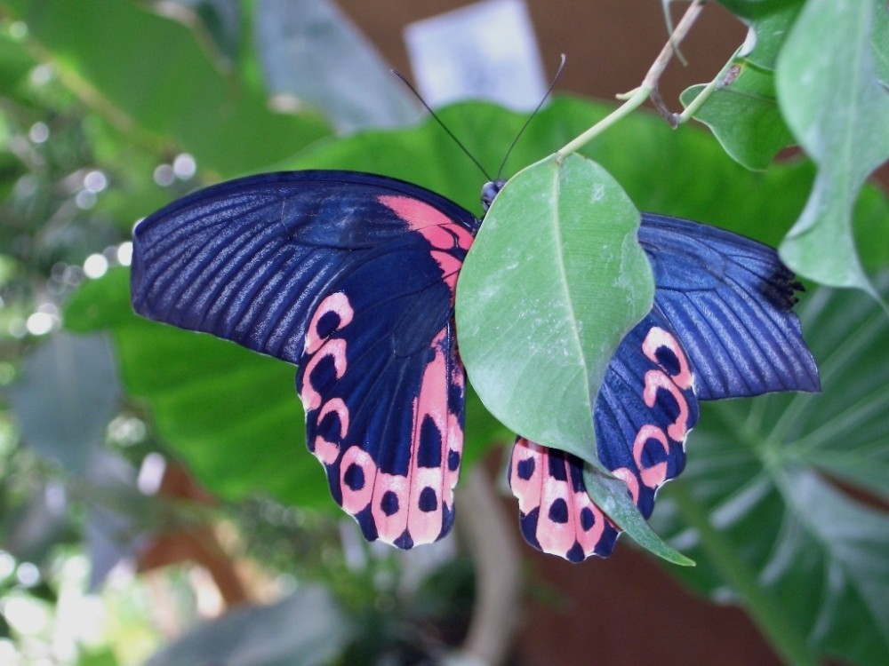 Da versteckt sich doch ein Scharlachroter Schwalbenschwanz (Papilio rumanzovia)