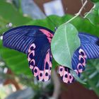 Da versteckt sich doch ein Scharlachroter Schwalbenschwanz (Papilio rumanzovia)