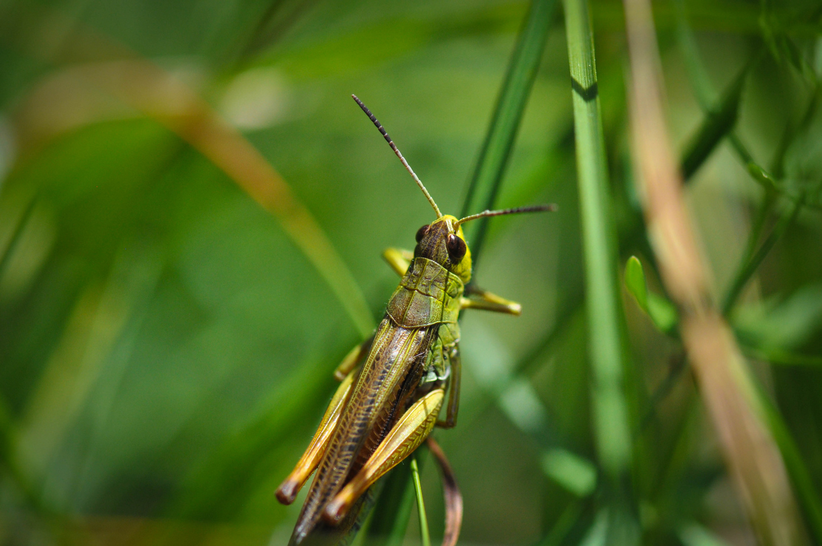 Da versteckt sich was im Gras...