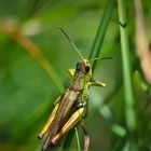 Da versteckt sich was im Gras...