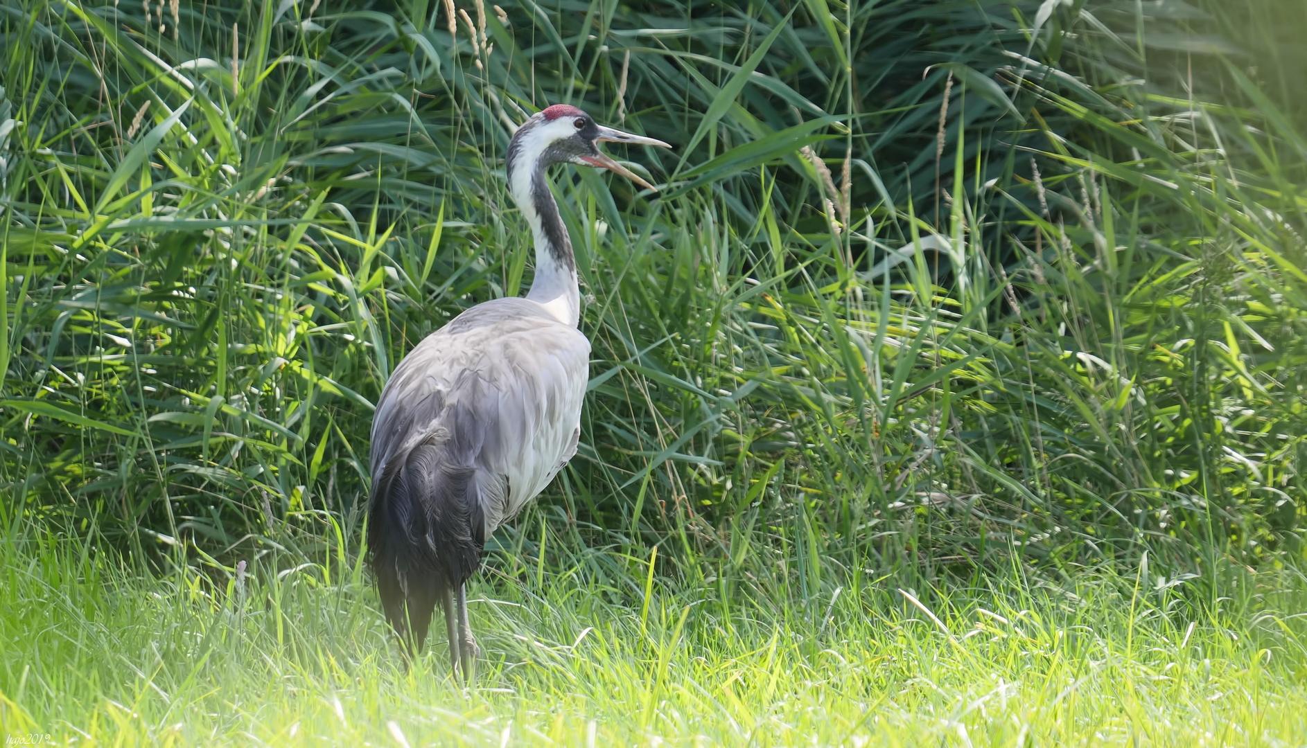 Da Vögel nicht schwitzen können wie die meisten Säugetiere.....