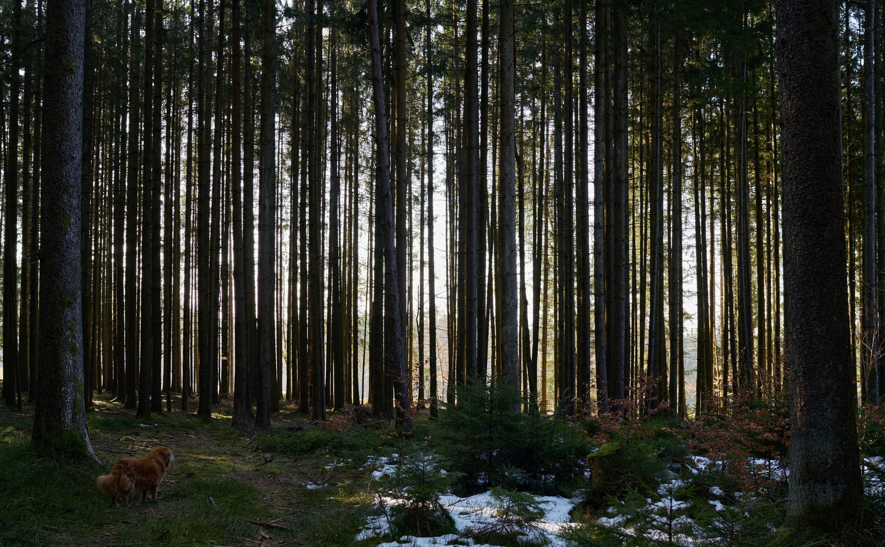 da vorne....da ist ja der Frühling