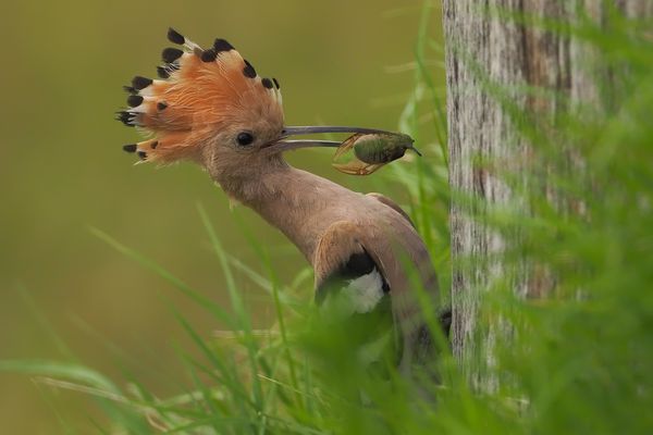 da wa ein Halm vor dem scharfen Käfer
