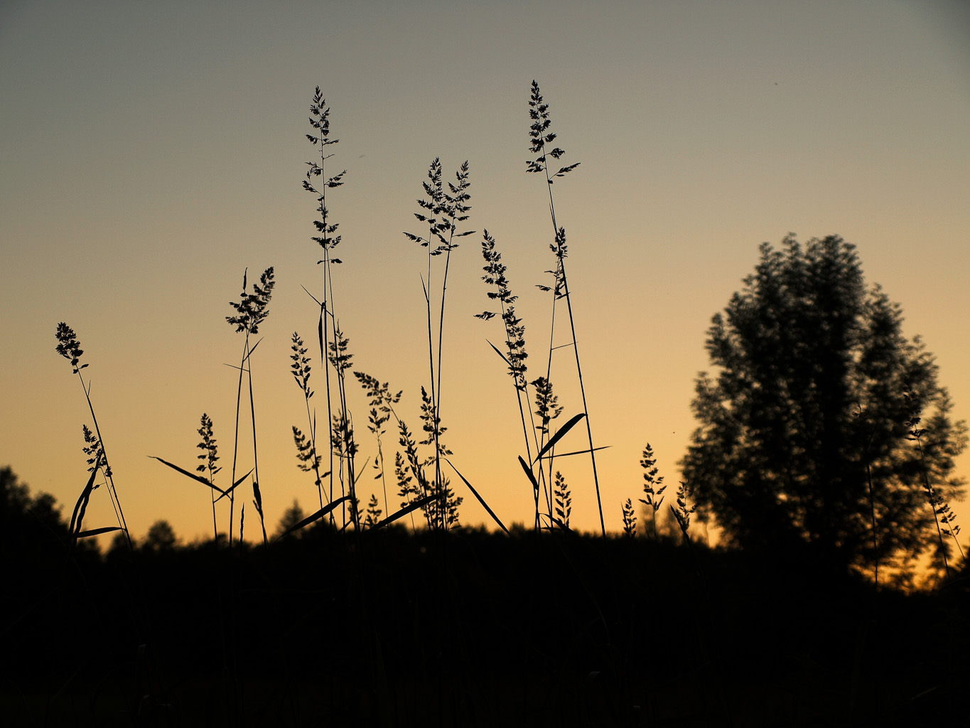 Da wachsen nicht nur die Bäume in den Himmel...