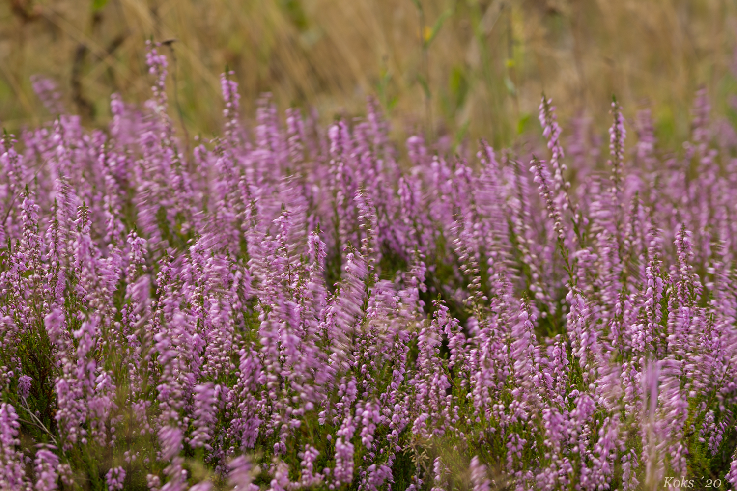 DA WACKELT DIE HEIDE