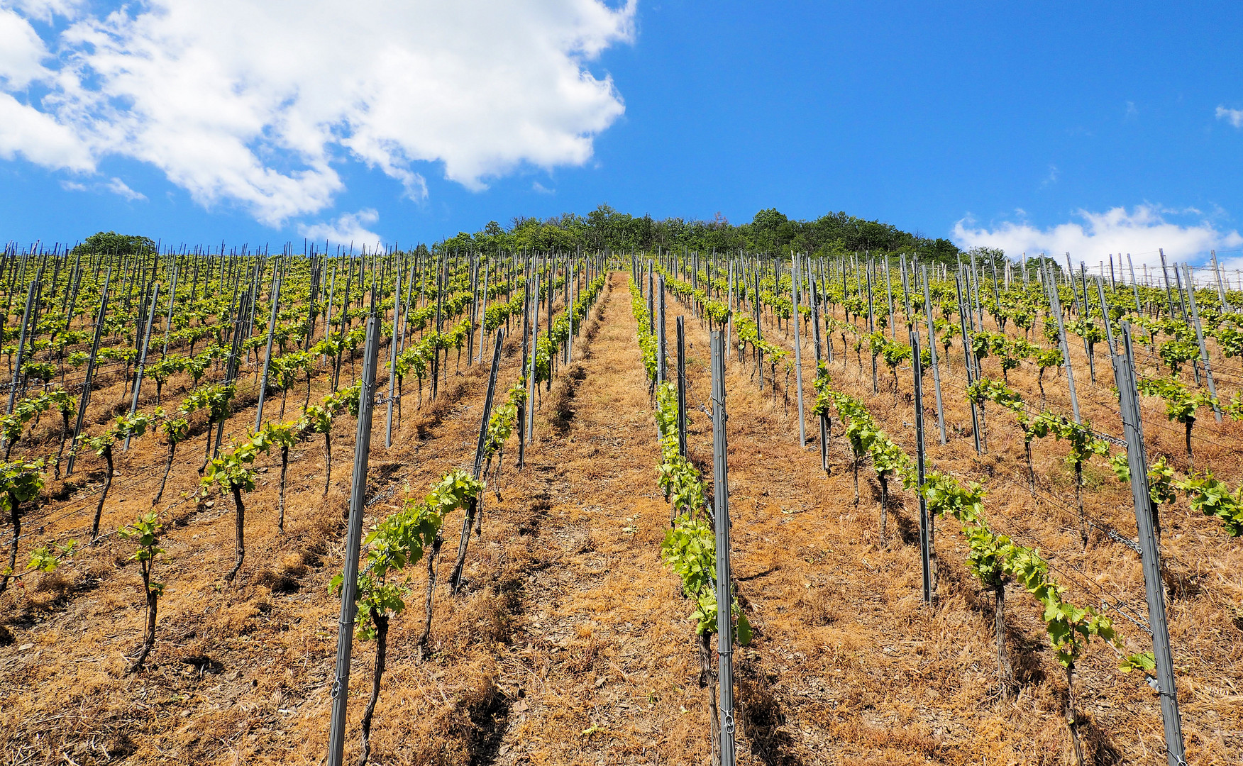 Da wächst der Wein … 