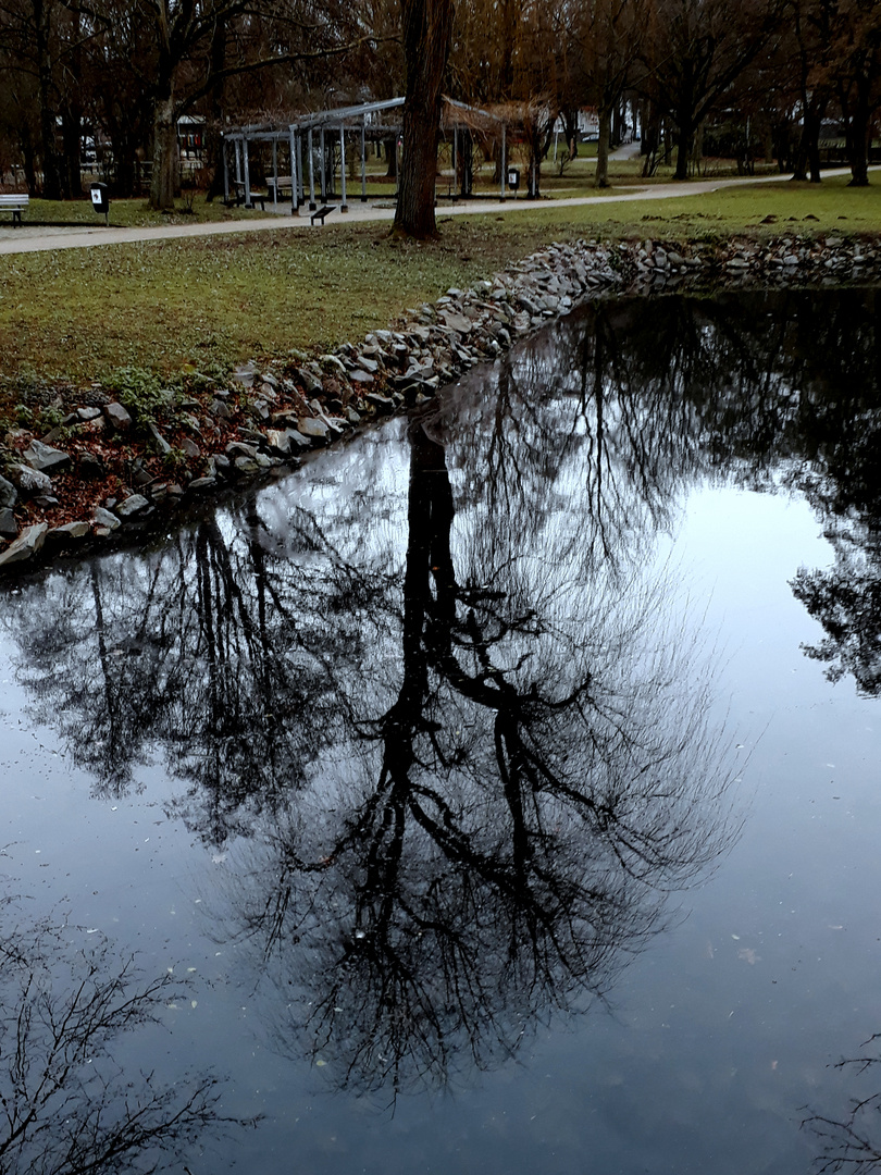 Da wächst ein Baum im Wasser ...