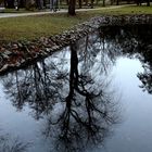 Da wächst ein Baum im Wasser ...