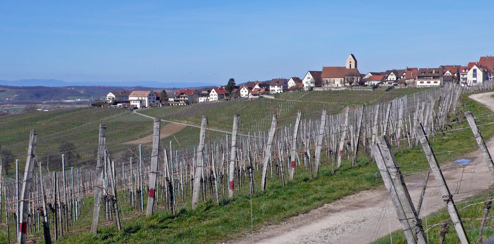 Da wächst ein guter Wein !