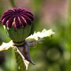 da war auch mal ein Mittwochsblümchen (2)