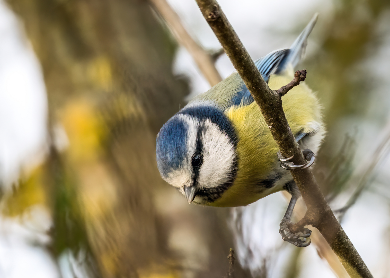 "Da war dann noch ne Blaue"