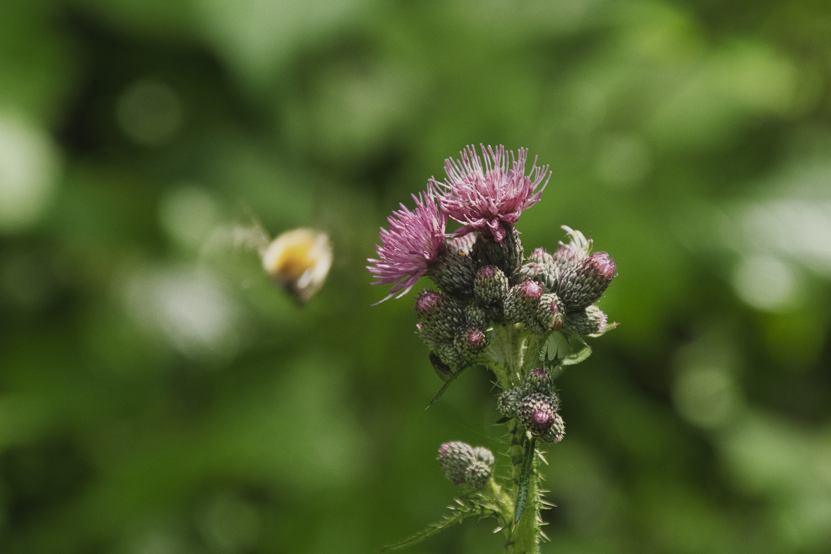 Da war die Hummel einfach schneller