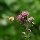 Da war die Hummel einfach schneller