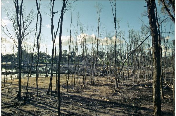 Da war doch mal ein Buschfeuer