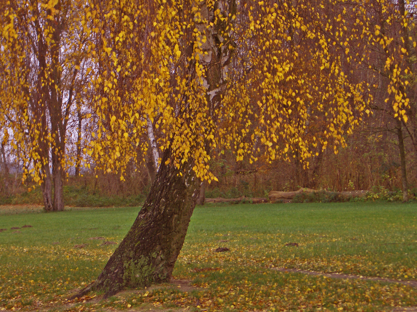 da war er noch schön - der Herbst