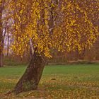 da war er noch schön - der Herbst