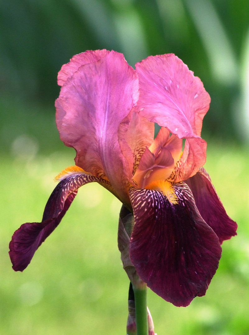 Da war noch Sommer- Iris