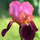 Da war noch Sommer- Iris