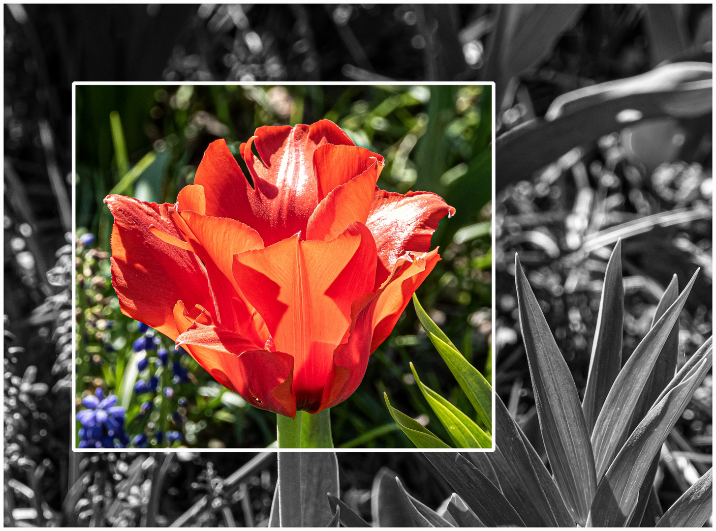 Da war Tulpenwetter !