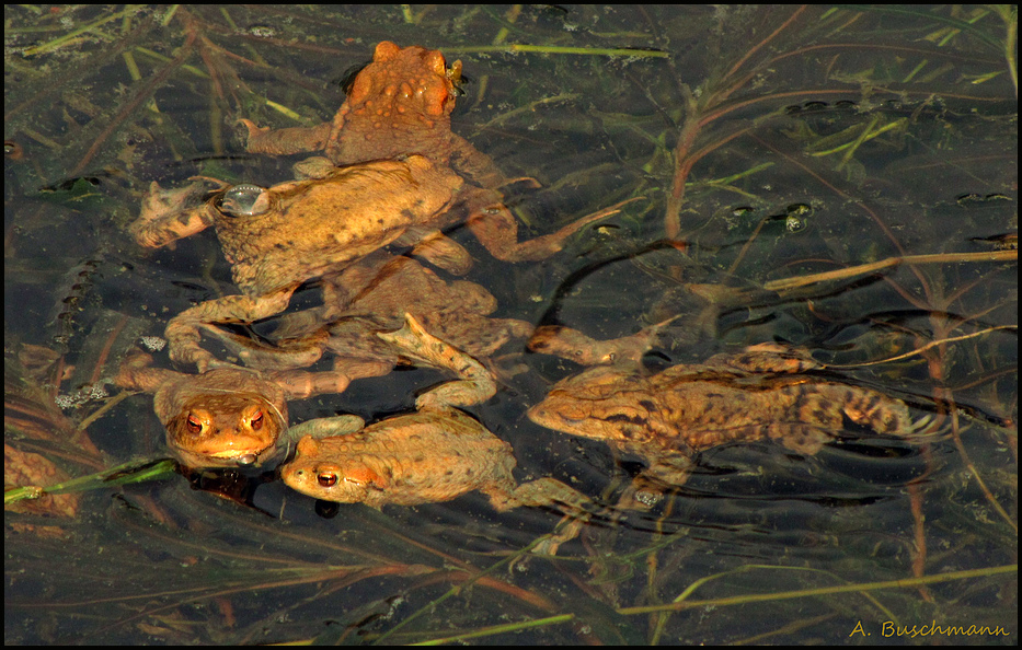 .. da war was los im Weiher...