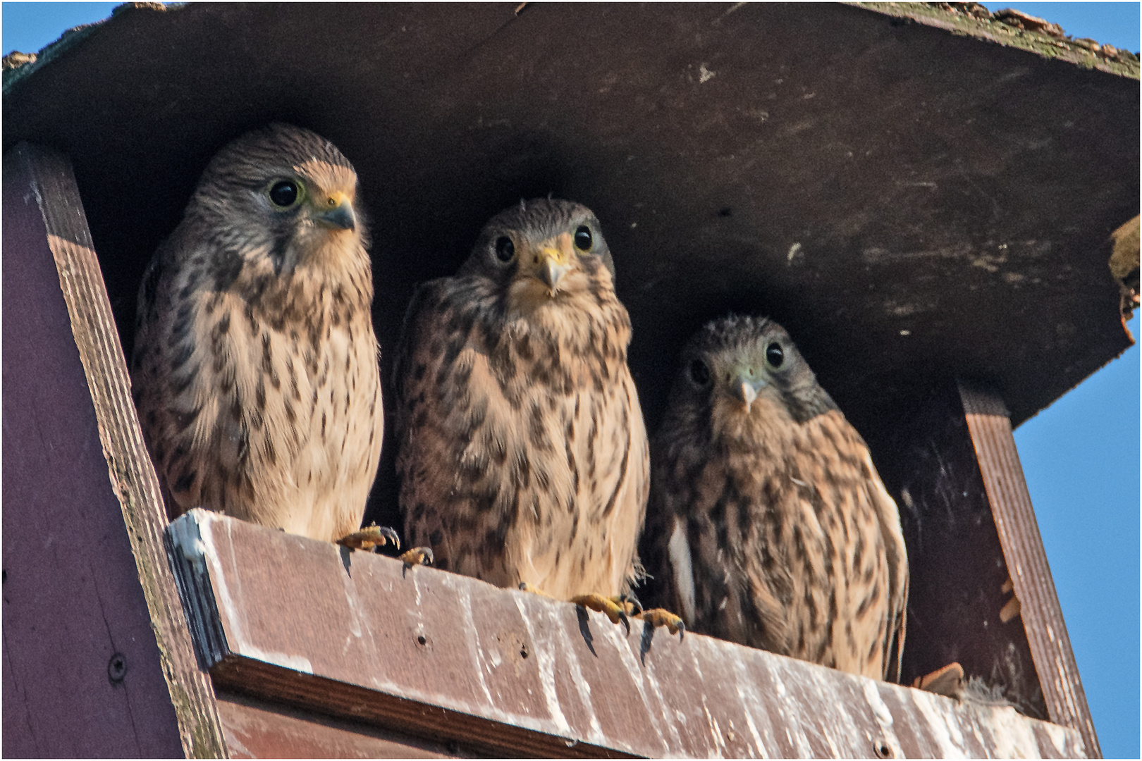 Da waren es plötzlich drei - Aus dem Leben der Jungfalken (3) . . .