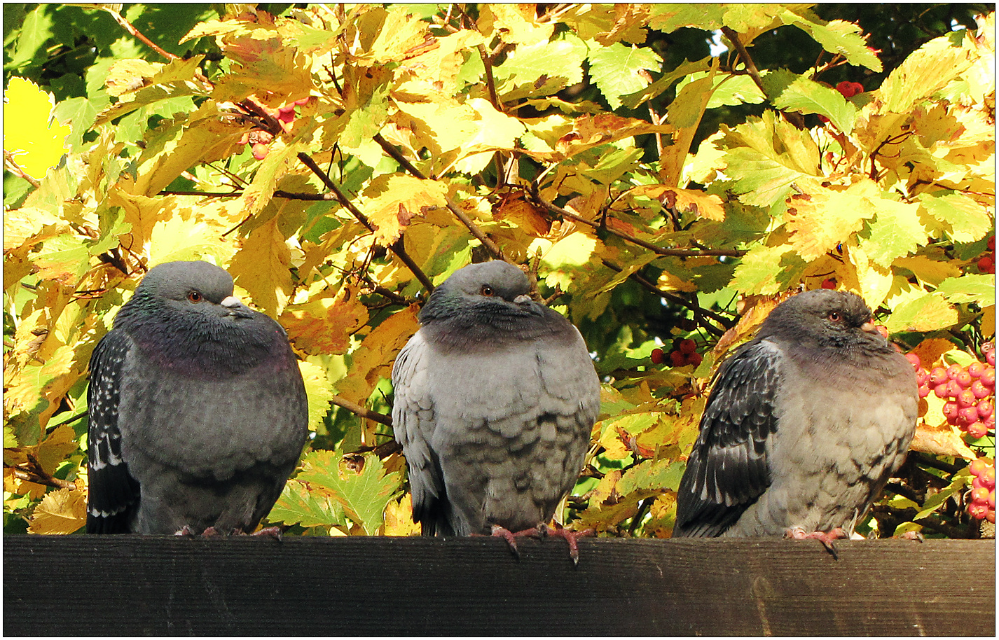 Da waren ´s plötzlich drei ...!