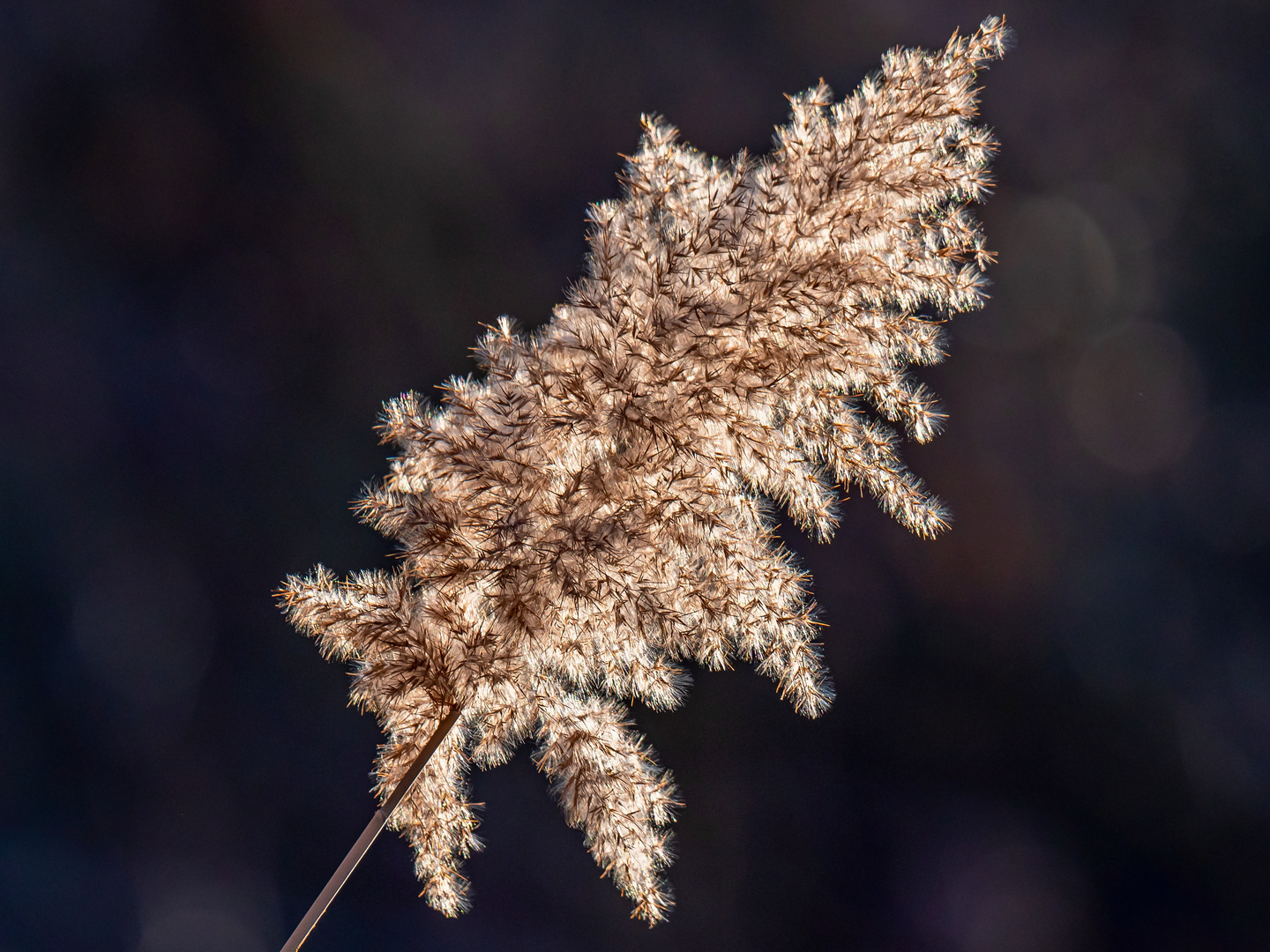 da wedelt der Wedel im Abendlicht