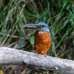 Da werden dicke Fische verfüttert