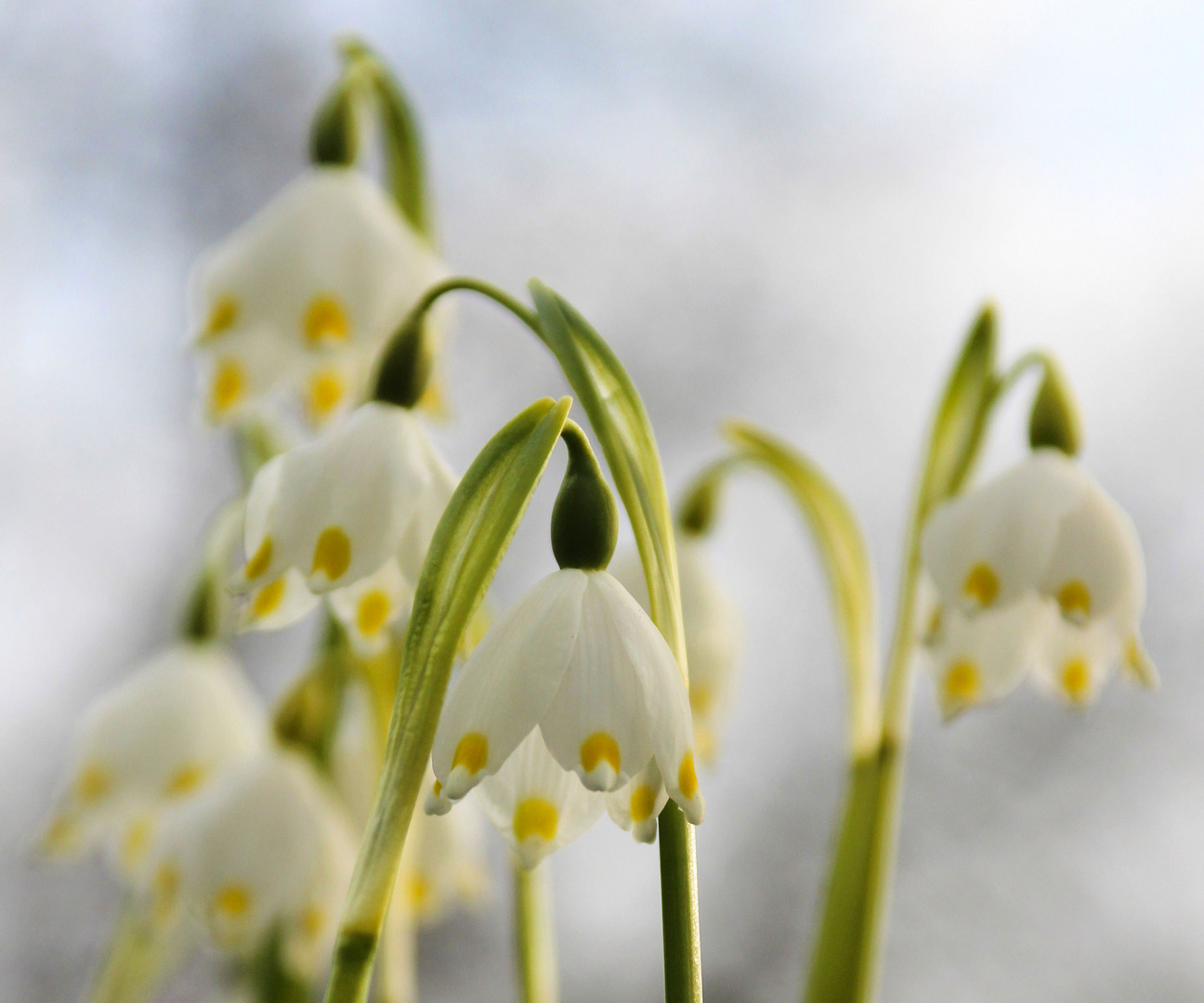 da winta is umma - da frühling kau kumma