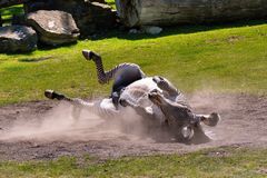 Da wirbelt einer ordentlich Staub auf