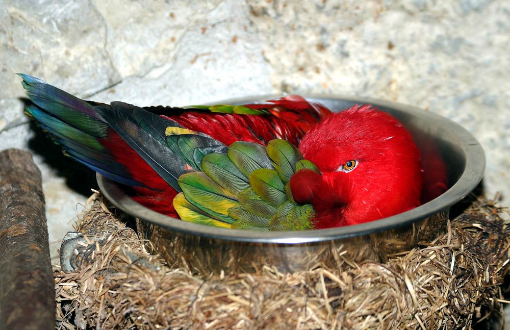 Da wird doch das "Huhn", in der Pfanne verrückt....sprach der Papagei