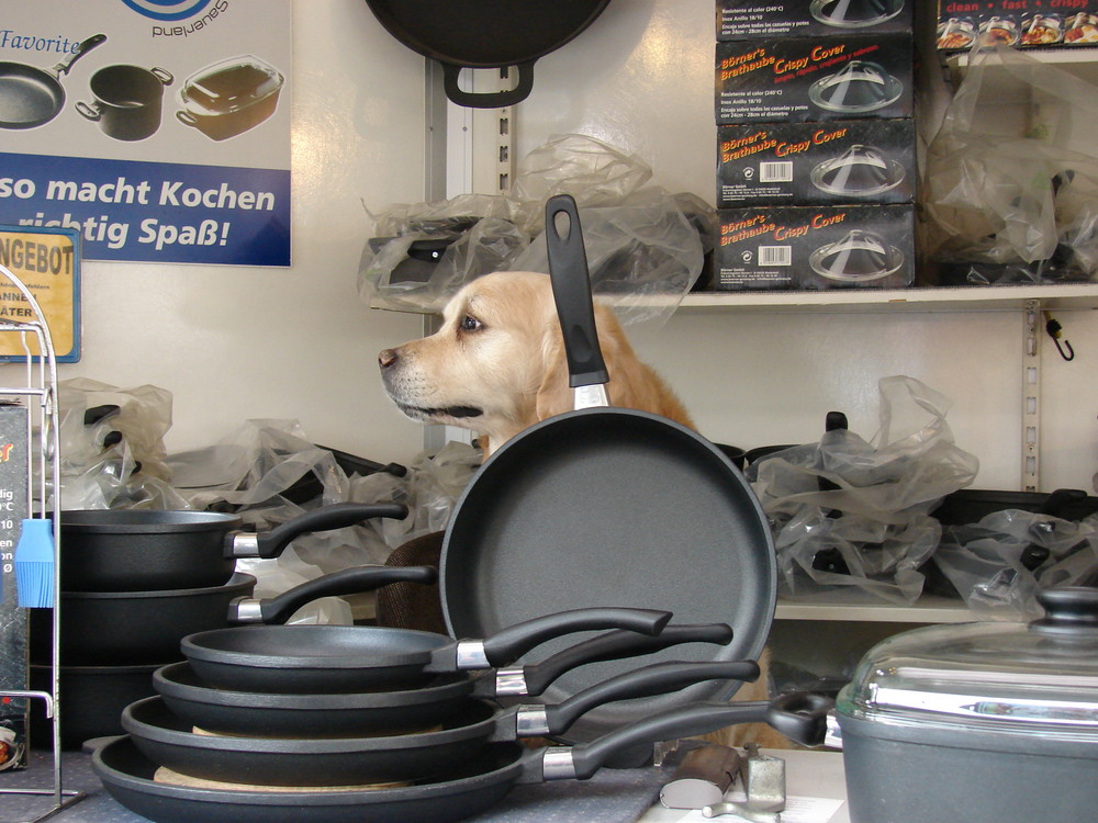 &hellip;da wird ja der Hund in der Pfanne verrückt&hellip;. Foto &amp; Bild tiere