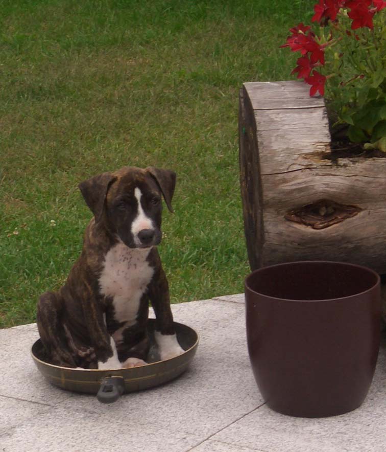 Da Wird Doch Der Hund In Der Pfanne Verrückt