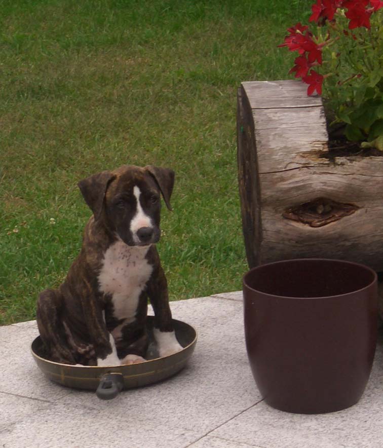 Da wird ja der Hund in der Pfanne verrückt