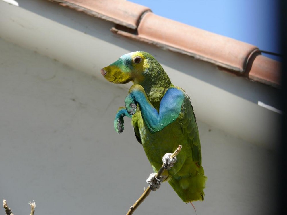 Da wird ja der Vogel in der Pfanne verrückt ... oder so