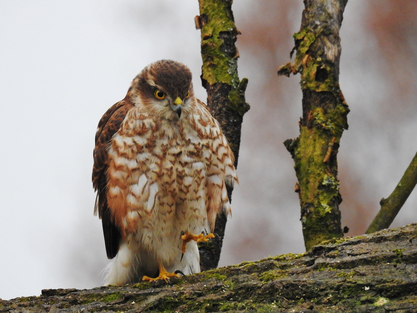 Da wird schon mit der Kralle gedroht..... Foto & Bild | tiere, wildlife
