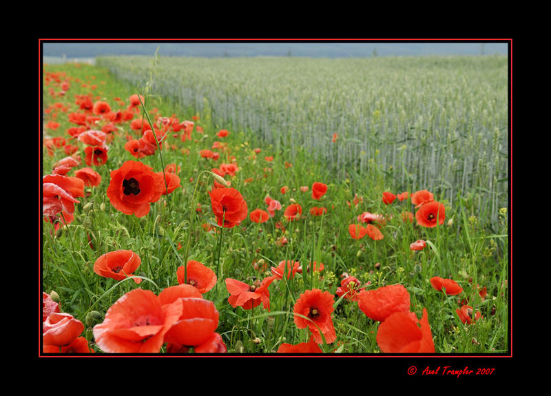 Da wo der Mohn noch blüht.....