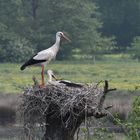 Da wo der Storch wohnt ist die Natur noch in Ordnung